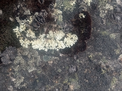 Xanthoparmelia conspersa