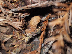 Prophysaon andersonii