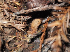 Prophysaon andersonii