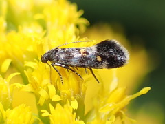 Chrysoesthia sexguttella