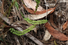 Lindsaea linearis