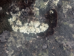 Xanthoparmelia conspersa