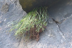 Asplenium septentrionale