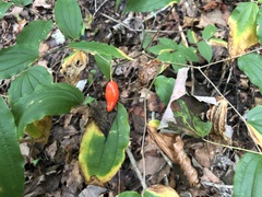 Prosartes lanuginosa