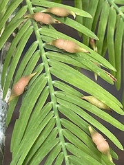 Taxodiomyia taxodii