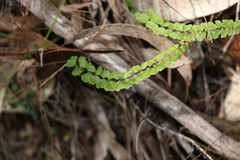 Lindsaea linearis