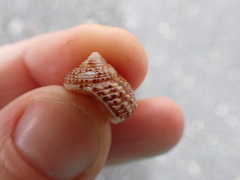 Maurea punctulata