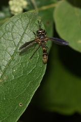 Polybiomyia
