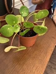 Pilea peperomioides