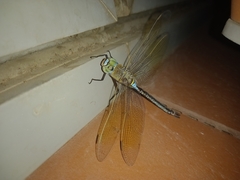 Anax parthenope