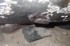 Lepidoblennius haplodactylus