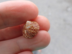 Maurea punctulata