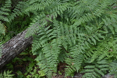 Pteridium aquilinum lanuginosum