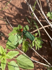 Eupompha fissiceps
