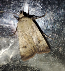 Agrotis trux