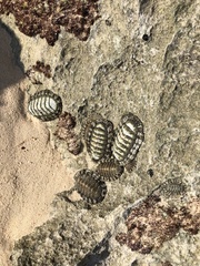 Chiton tuberculatus