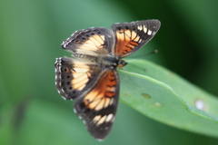 Junonia sophia
