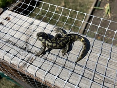 Ambystoma mavortium