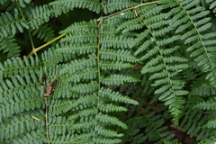 Pteridium aquilinum lanuginosum