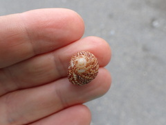 Maurea punctulata