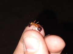 Camponotus vafer