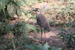 Rhinoptilus chalcopterus