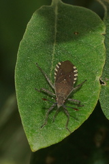 Catorhintha apicalis