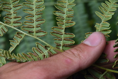 Pteridium aquilinum lanuginosum