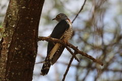 Cuculus solitarius