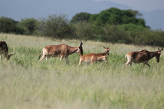 Alcelaphus buselaphus cokii