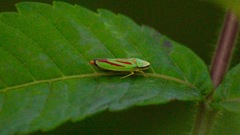 Graphocephala fennahi