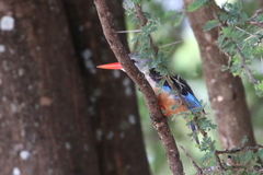 Halcyon leucocephala