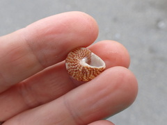 Maurea punctulata