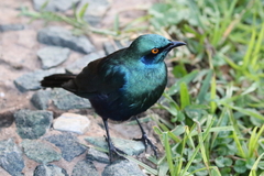 Lamprotornis chalybaeus