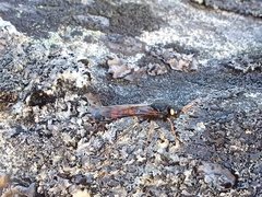 Urocerus flavicornis