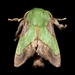 Smaller Parasa Moth - Photo (c) Ashley M Bradford, some rights reserved (CC BY-NC), uploaded by Ashley M Bradford