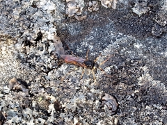 Urocerus flavicornis