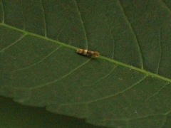Erythroneura vitis