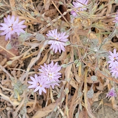 Lessingia hololeuca