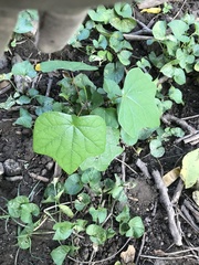 Menispermum canadense