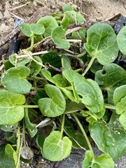 Calystegia soldanella