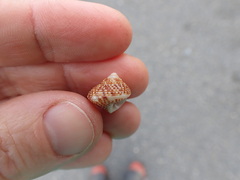 Maurea punctulata