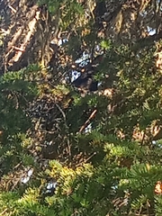 Canachites canadensis