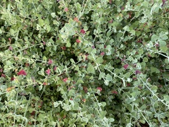 Chenopodium parabolicum