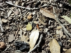 Camponotus schaefferi