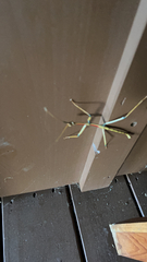 Megaphasma denticrus