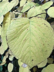 Viburnum lantanoides