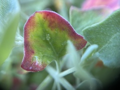 Chenopodium parabolicum