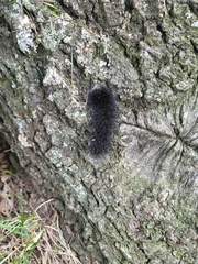 Hypercompe scribonia