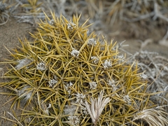 Chuquiraga aurea